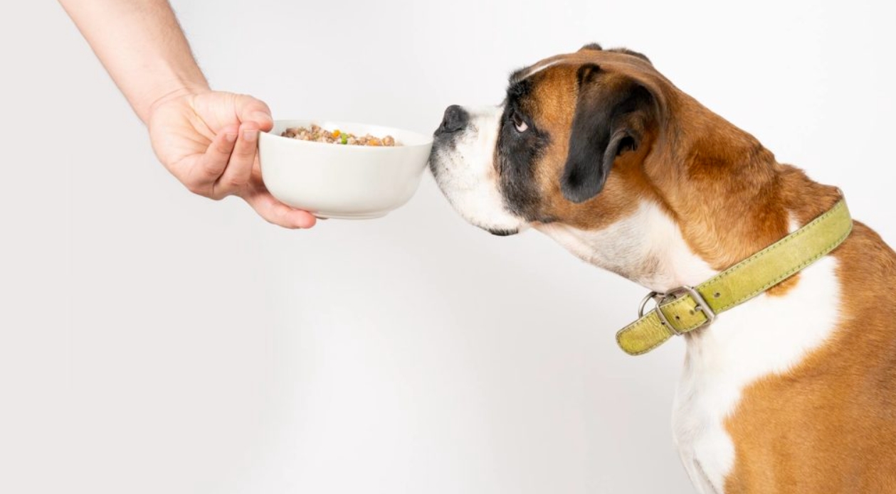 ¿Cuántas veces dar de comer a un cachorro al día? 4